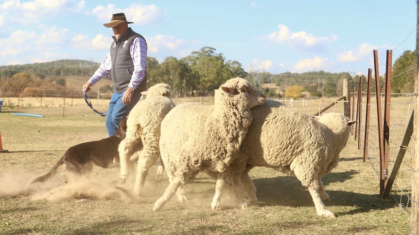 Man in farm clothes herding three sheep with his working dog running around the animals.