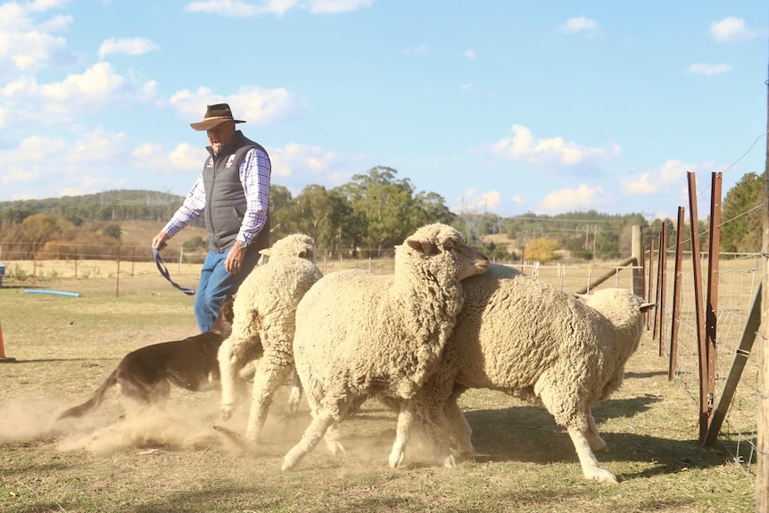 Man in farm clothes herding three sheep with his working dog running around the animals.