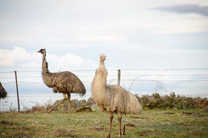 A family comes across a rare sighting of a white emu.