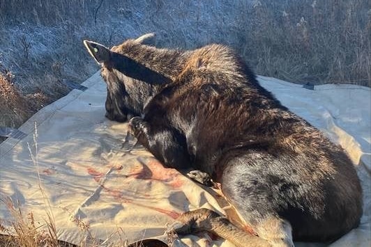 A sedated moose on a tarp.