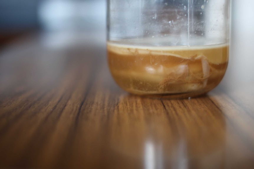 Several SCOBYs sitting in the bottom of a jar of kombucha