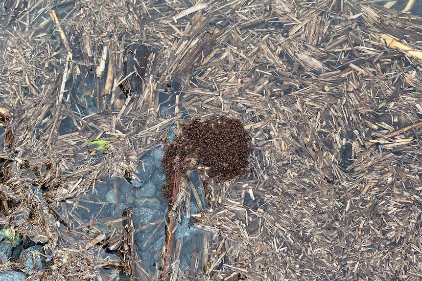 A large group of small brown ants joining together to form a raft on water.