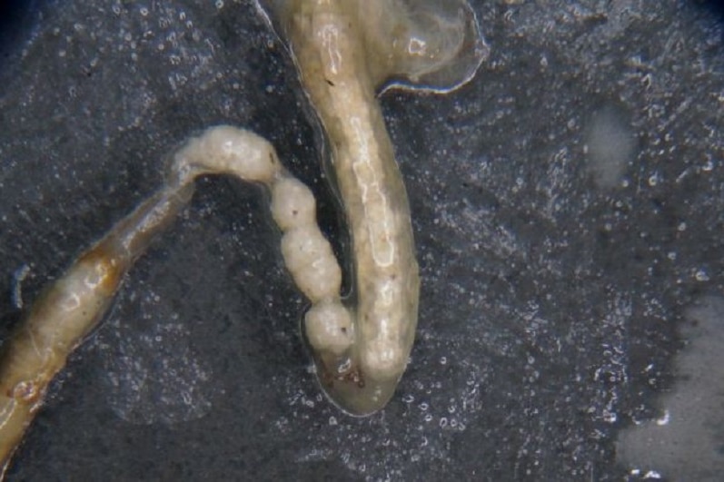 Image showing polystyrene in a superworm gut.