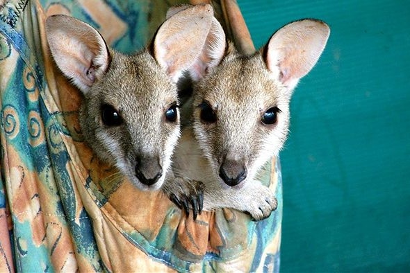 Joeys being cared for in the Kimberley