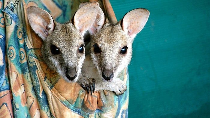 Joeys being cared for in the Kimberley
