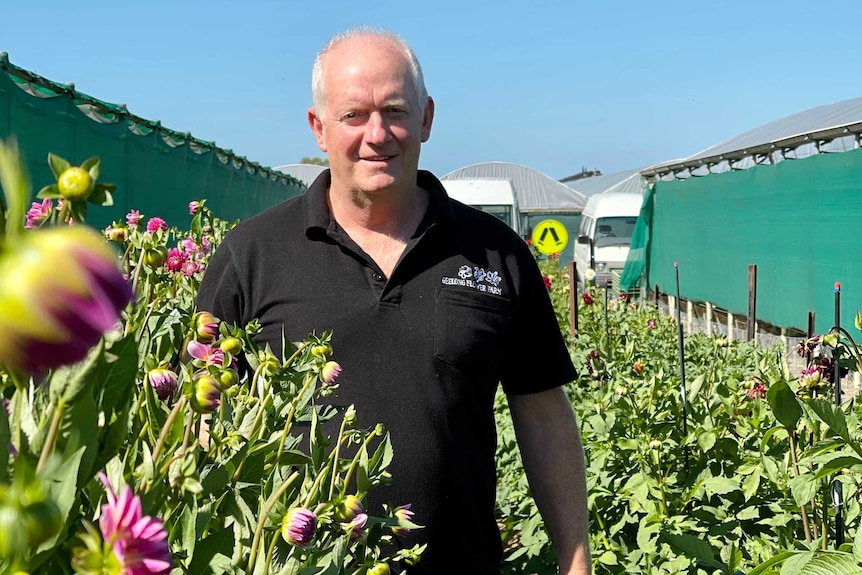 A man stands in rows of flowers with vans in the background