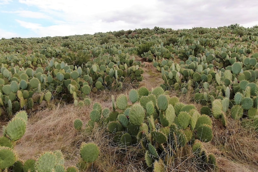 A mountain is filled with thousands of green, prickly cacti 