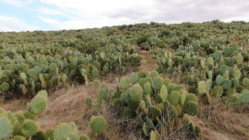 A mountain is filled with thousands of green, prickly cacti 