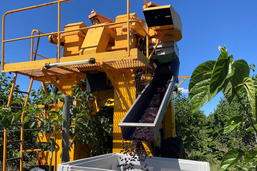 Large machine straddles trellises harvesting plump ripe berries