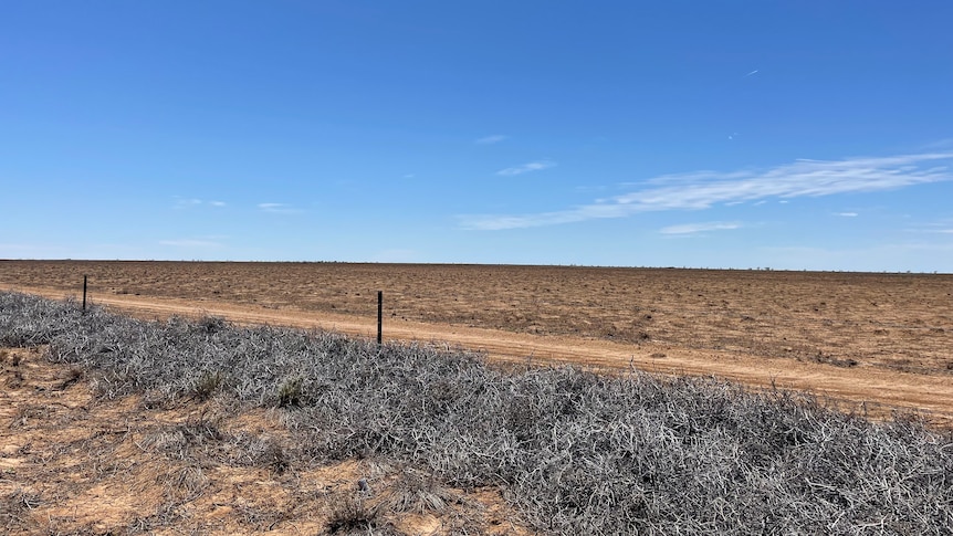 Drought affected paddock with blue sky above