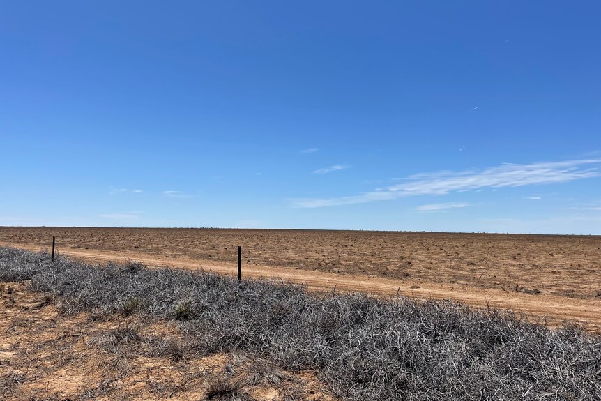 Drought affected paddock with blue sky above