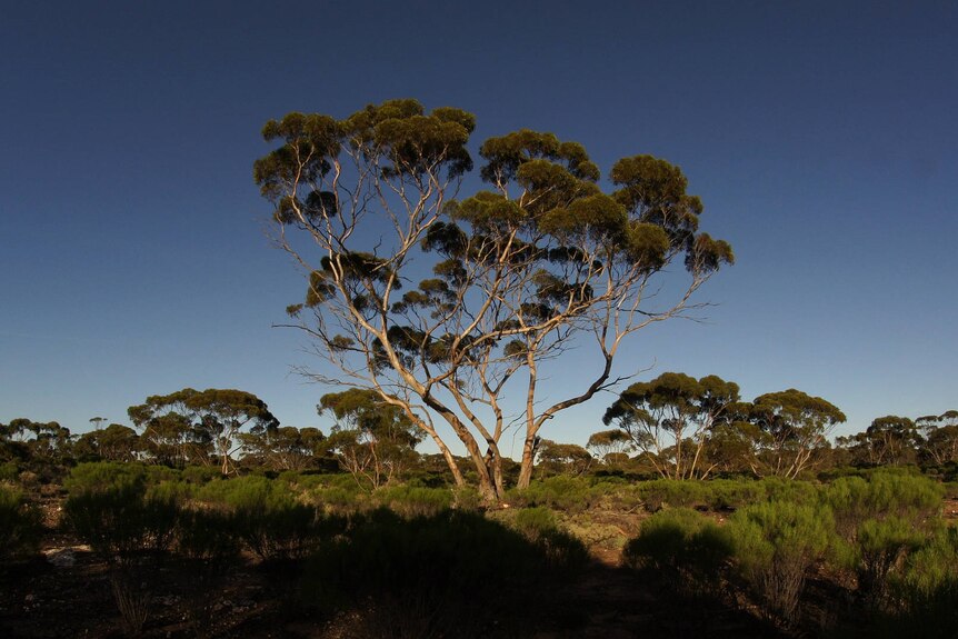 An image of a tree with a blue sky above and green scrub below
