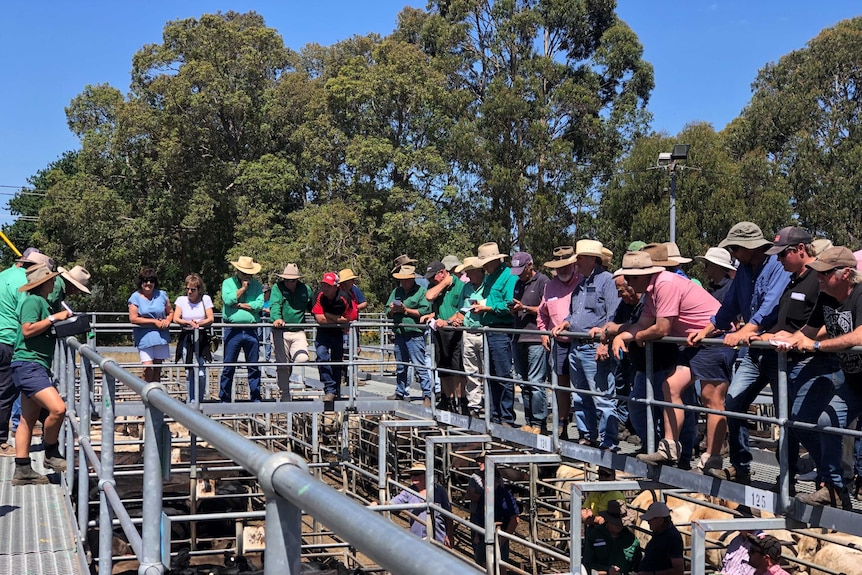 Boyanup Saleyards November 2020.