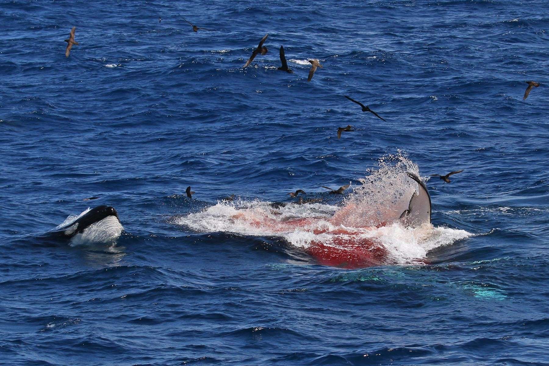 Нападение дельфинов. Касатка Дельфин акула. Касатки нападают на китов. Касатка атакует. Касатка охотится.