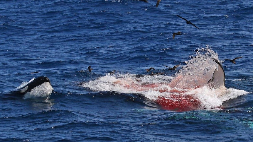 A flipper visible in a pool of blood, next to a killer whale with its snout out of the water and birds circling overhead.
