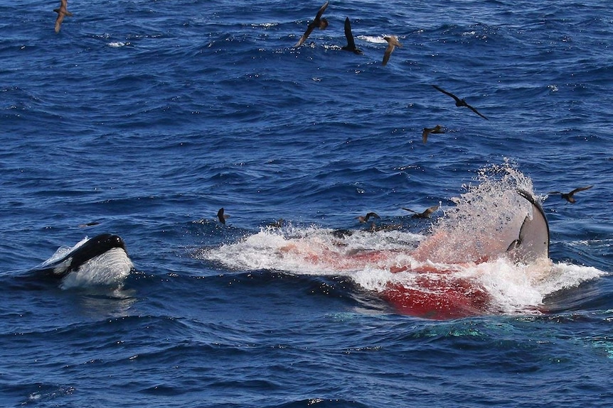 A flipper visible in a pool of blood, next to a killer whale with its snout out of the water and birds circling overhead.