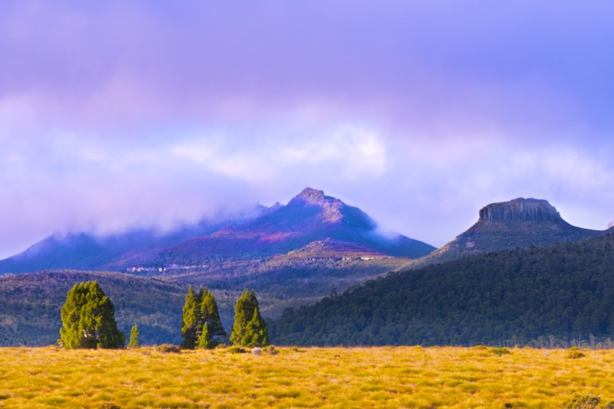 A cluster of montane conifers stands in front of Tasmania's Mount Ossa