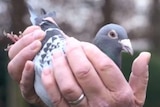 A pigeon breeder holds a racing pigeon in his hands while inspecting the bird