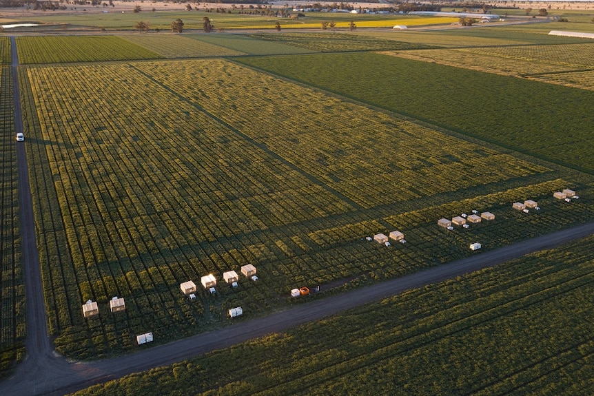 Bird's-eye view of green field with clear crop plots