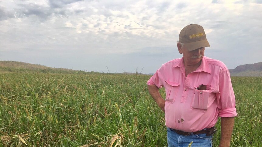 Pacific Seeds farm manager Peter Bagley looking down at his damaged Sorghum crop.