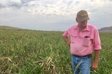 Pacific Seeds farm manager Peter Bagley looking down at his damaged Sorghum crop.