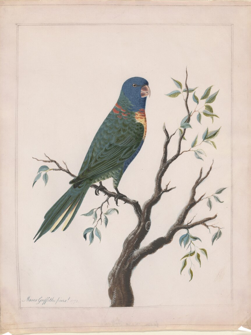 Rainbow Lorikeet painting by Moses Griffith 1772
