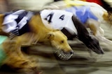 Greyhounds burst out of the starting gates.