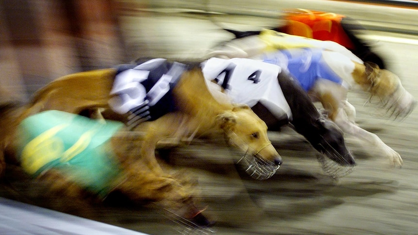 Greyhounds burst out of the starting gates