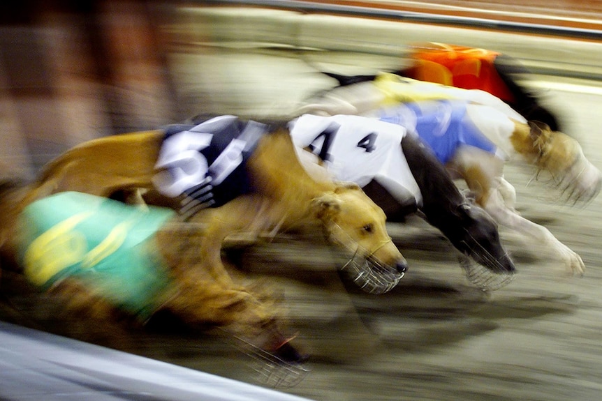 Greyhounds burst out of the starting gates.