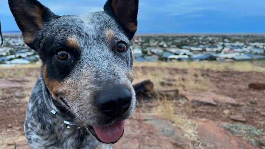 A close-up of a blue heeler dog standing on rocky ground overlooking a town.
