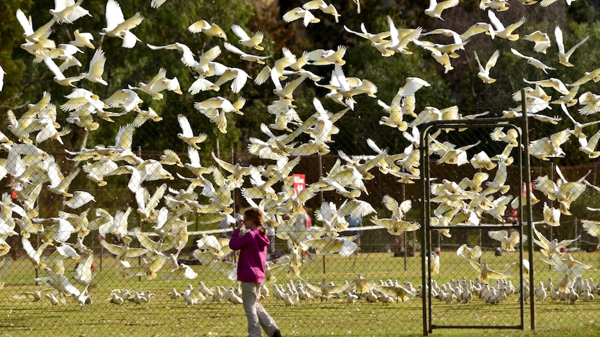 A flock of little corellas take off.