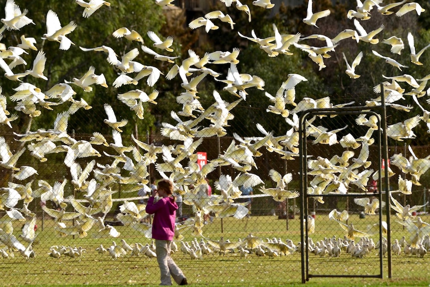 A flock of little corellas take off.