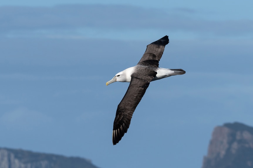 Shy albatross flying off coast of Tasmania