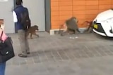 Three baboons on a street