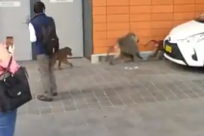 Three baboons on a street