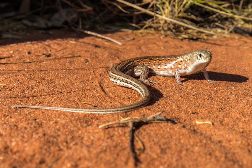 A spotted lizard with a long tail stands on sandy ground.