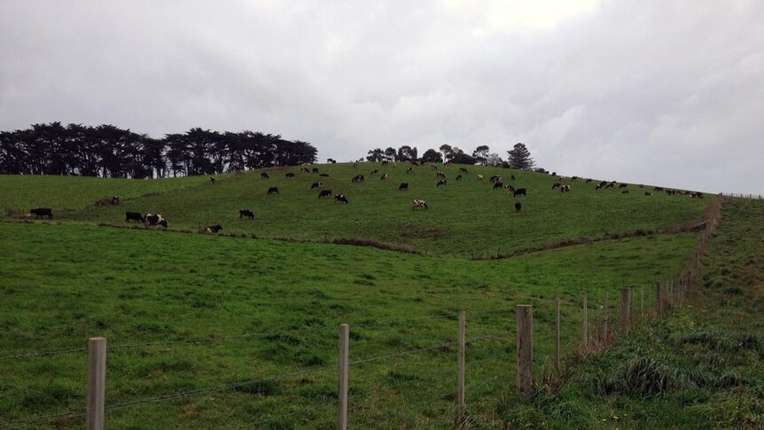 A north west Tasmanian dairy herd
