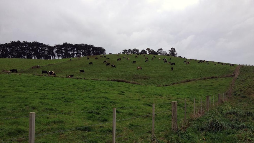 A north west Tasmanian dairy herd