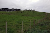 A north west Tasmanian dairy herd