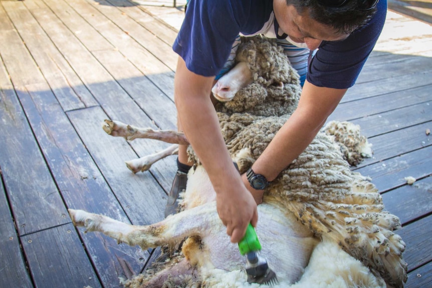 Man shears sheep.