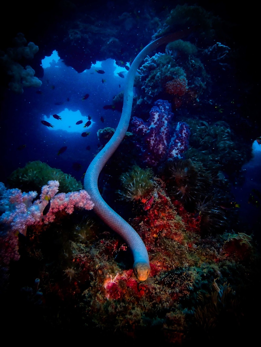 Olive sea snake on reef in dark