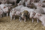 A group of pigs stand in hay.