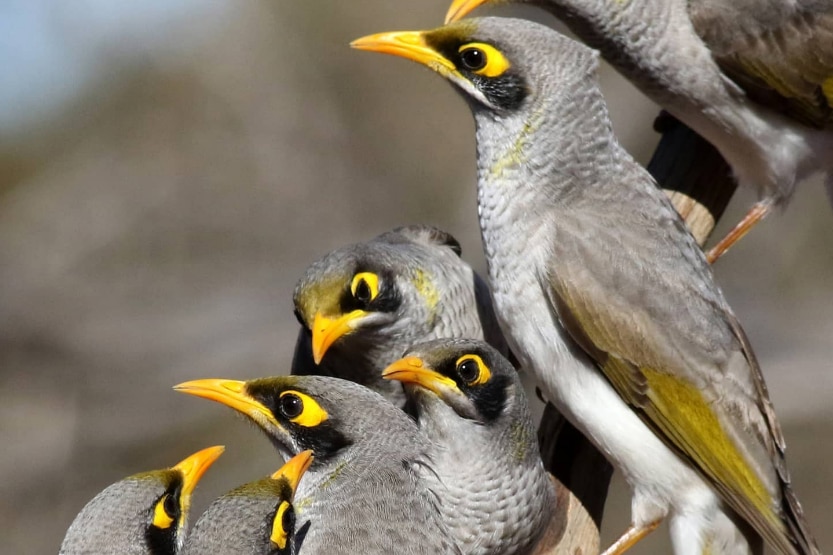 Hybrid birds grey with yellow beaks