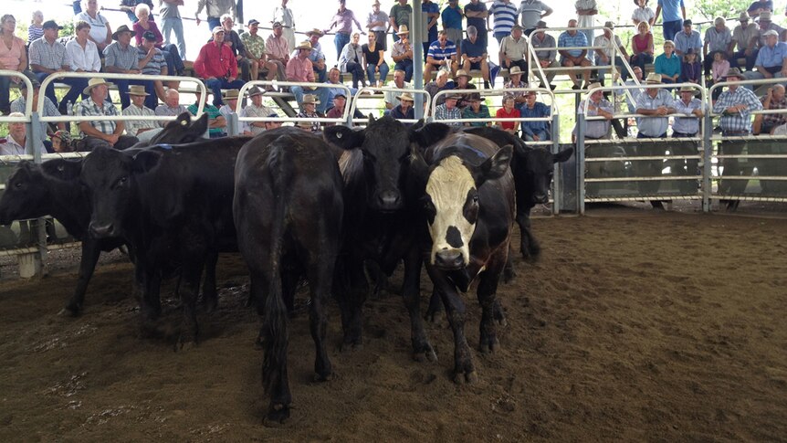 A mob of black cattle in the selling ring surrounded by buyers and sellers sitting in the stands.