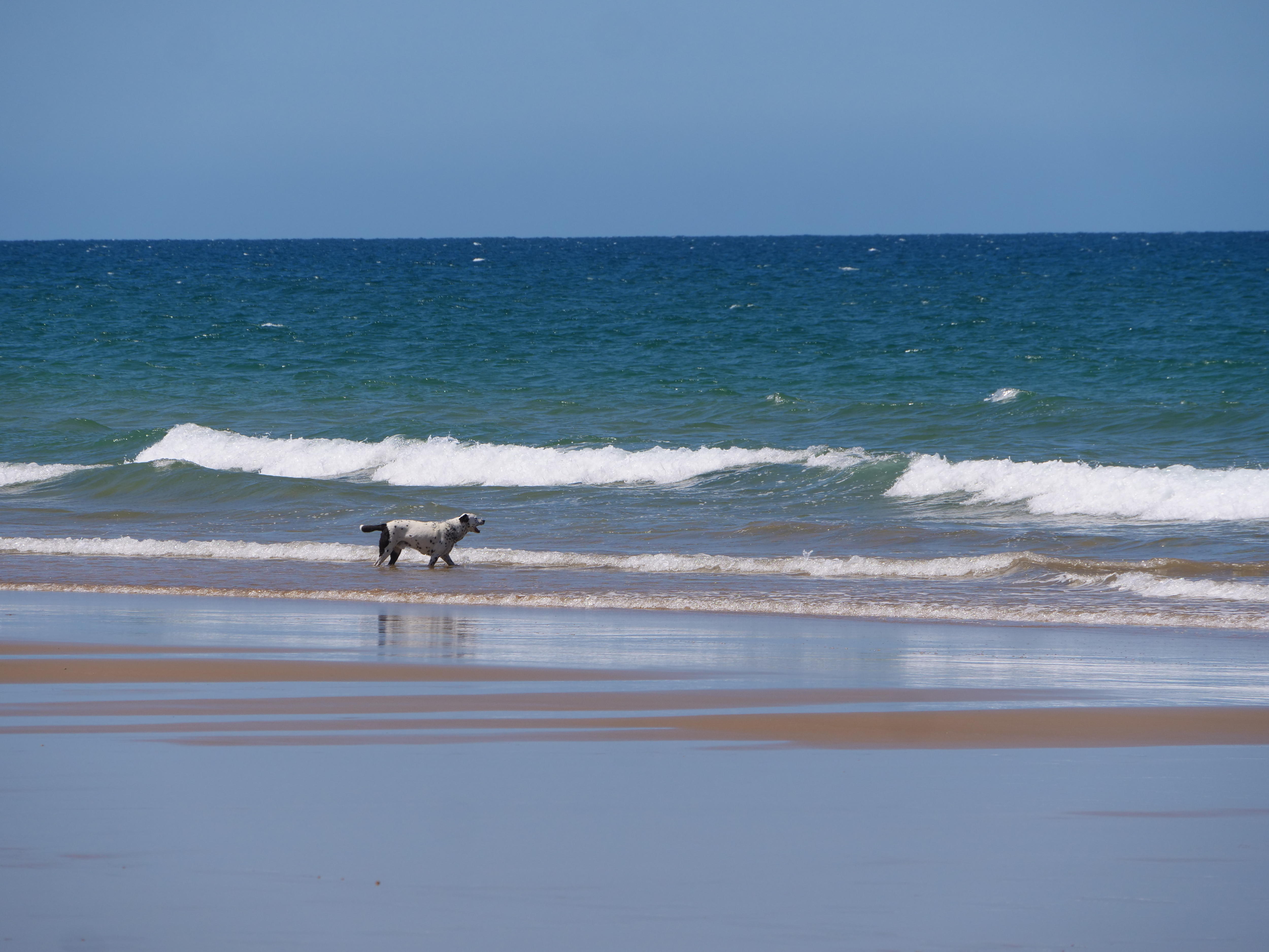 un perro en la playa