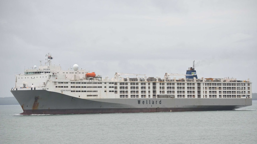 Wellard live export vessel Ocean Drover arrives in Darwin Harbour to load with cattle.