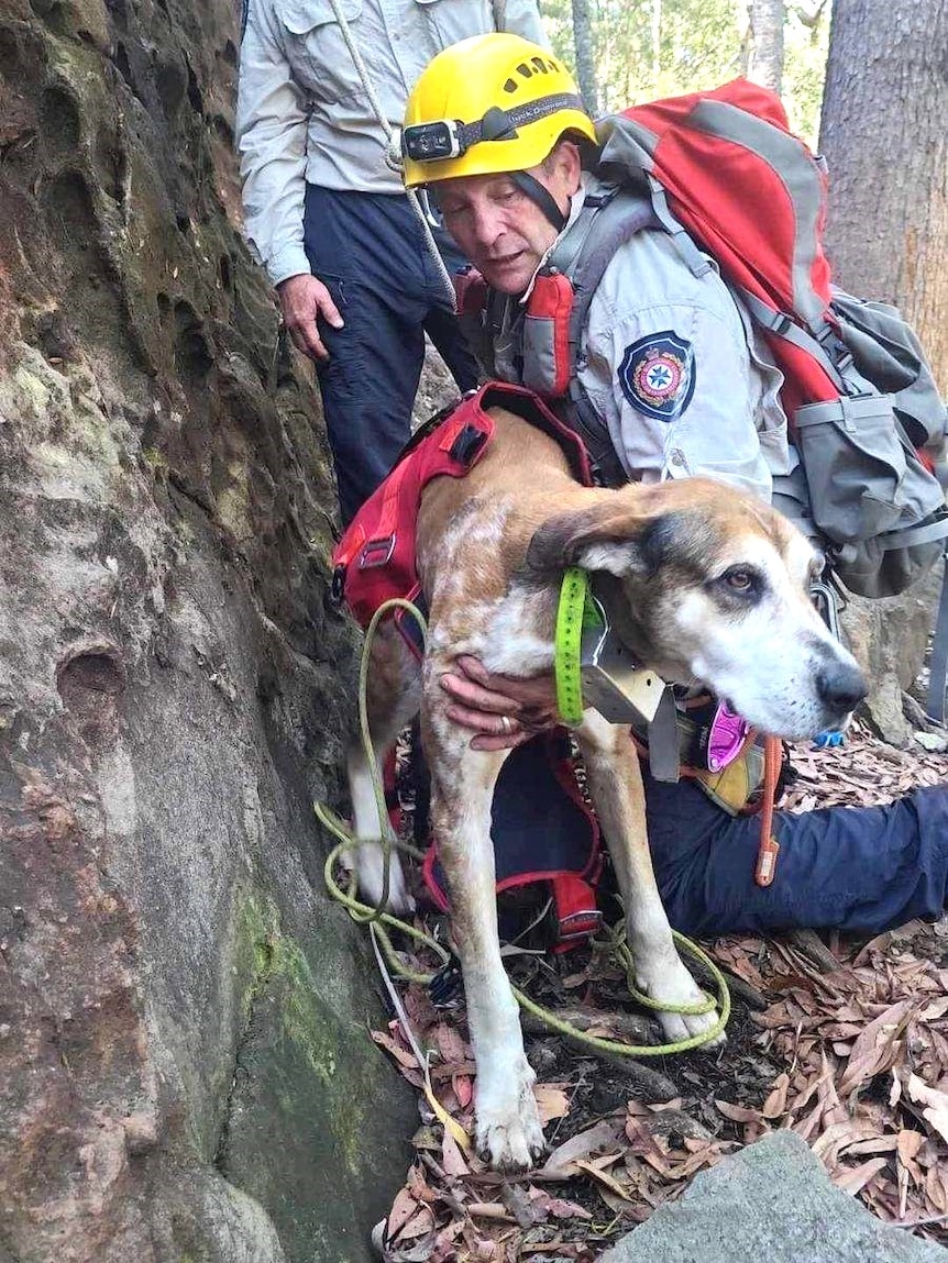 A rescue worker holds an unhappy dog wearing a harness next to a cliff