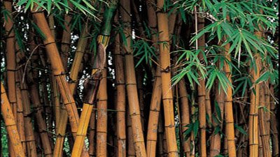 Bambusa - Gardening Australia