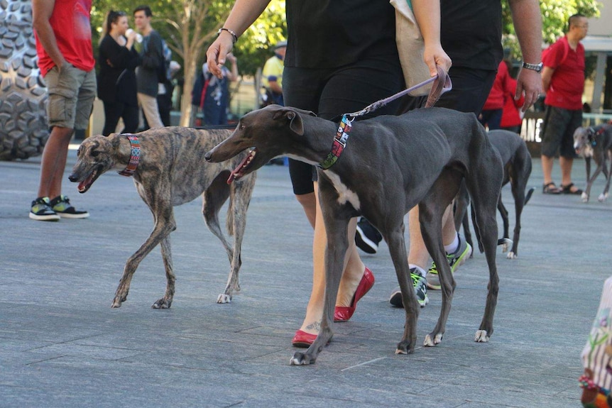 Greyhounds out with their owners participating in the March for the Murdered Million event