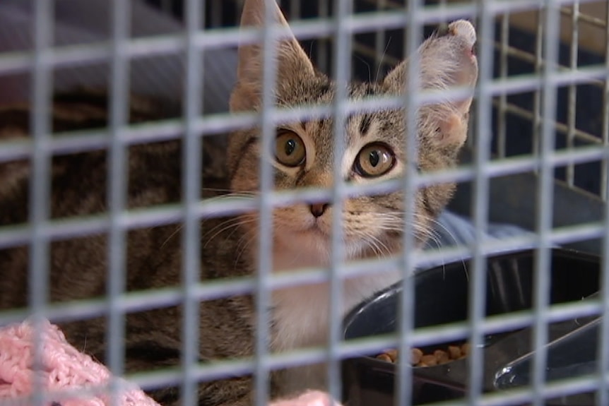 A kitten in a cage